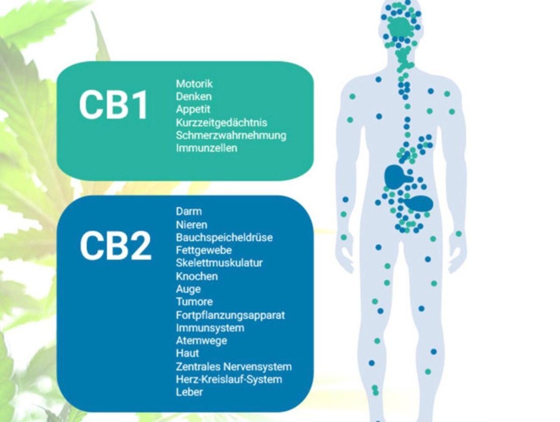Endocannabinoid-System: CB1- und CB2-Rezeptoren im Körper